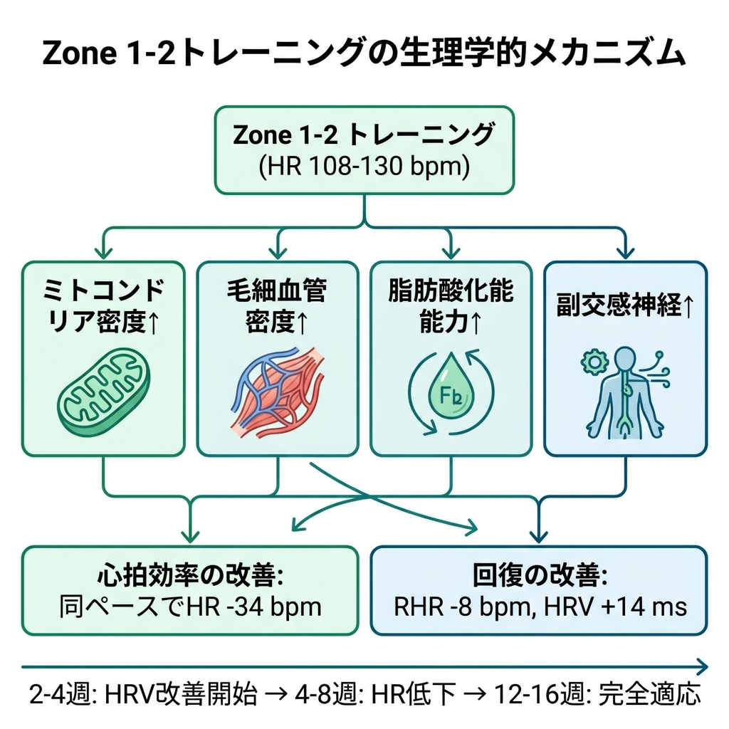 Zone 1-2トレーニングの生理学的メカニズム
